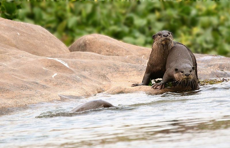 Smooth-coated_otter